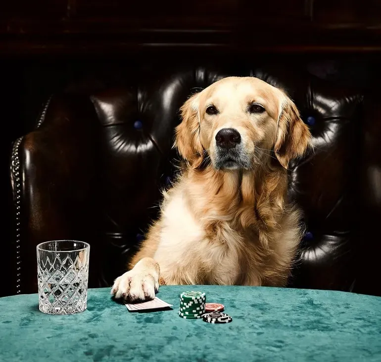 Poker Dogs